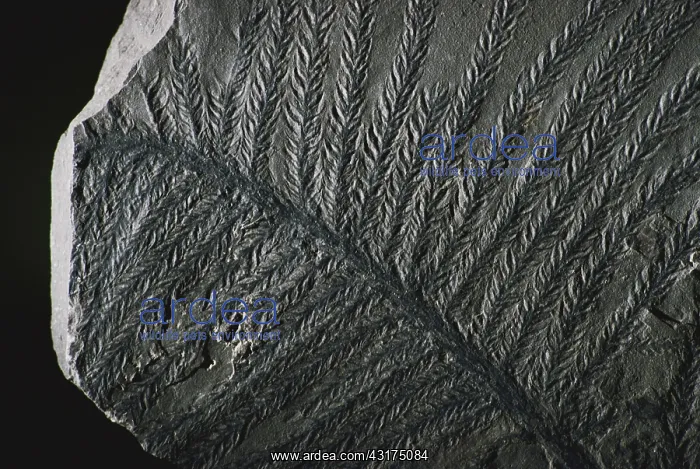 : Conifer Fossil : Conifer Fossil