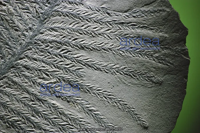 : Conifer Fossil : Conifer Fossil