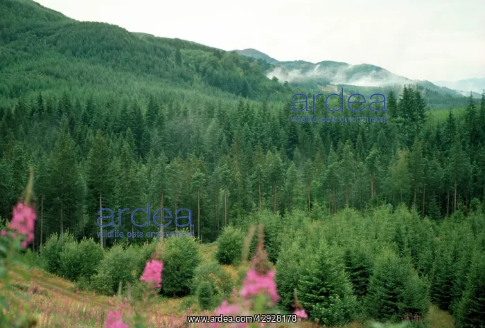  : Conifer plantation - Perthshire - Scotland