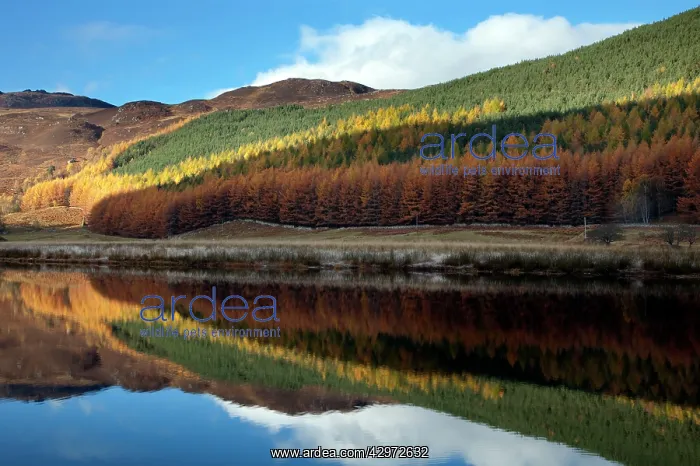 : Conifer trees in autumn colour with reflection - November : Conifer trees in autumn colour with reflection - November