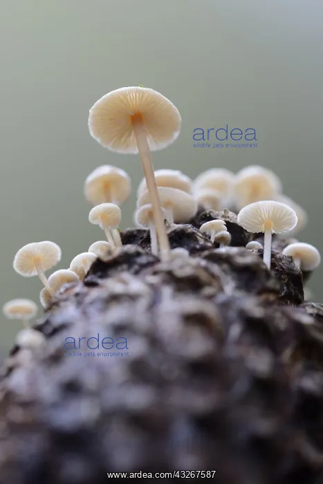 : Conifercone Cap (Baeospora myosura) on a cone : Conifercone Cap (Baeospora myosura) on a cone