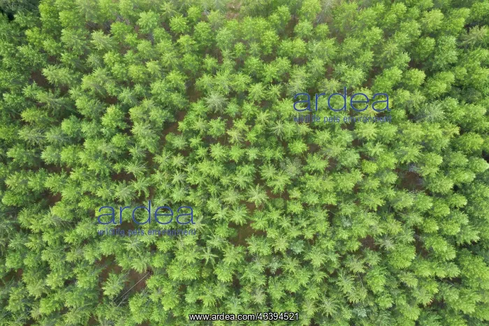 : Coniferous forest aerial : Coniferous forest aerial