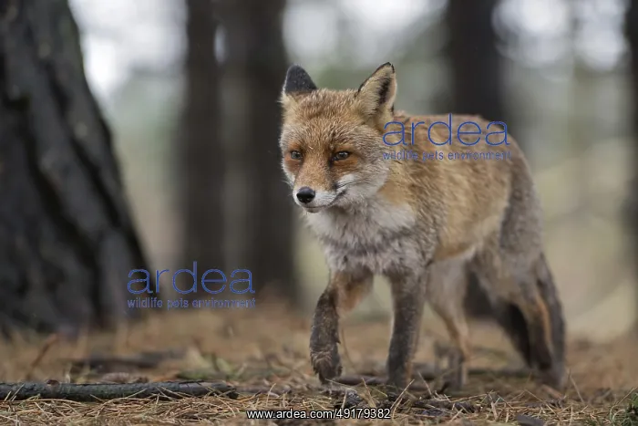 : In a coniferous forest... Red fox (Vulpes vulpes) : In a coniferous forest... Red fox (Vulpes vulpes)