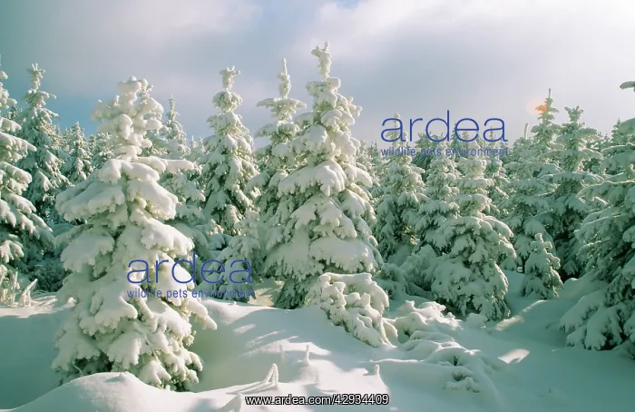 : Conifers covered in SNOW : Conifers covered in SNOW