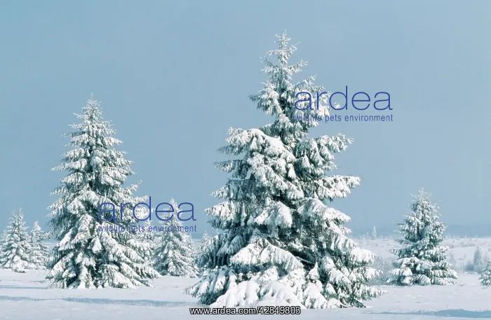 : Conifers in SNOW : Conifers in SNOW