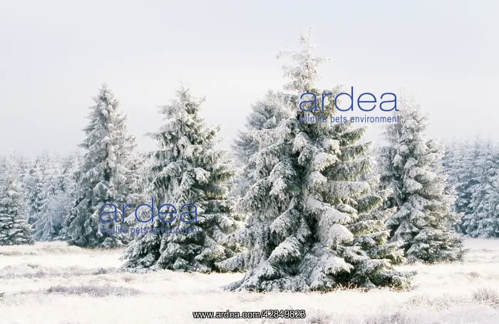 : Conifers in SNOW : Conifers in SNOW