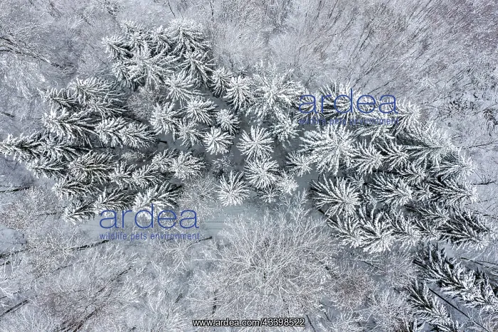 : Conifers in the snow, drone photo of a forest, Bad : Conifers in the snow, drone photo of a forest, Bad