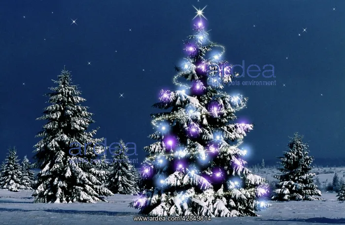 : Conifers in snow - with lights : Conifers in snow - with lights