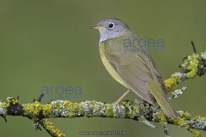 : Connecticut Warbler (Oporornis agilis) : Connecticut Warbler (Oporornis agilis)