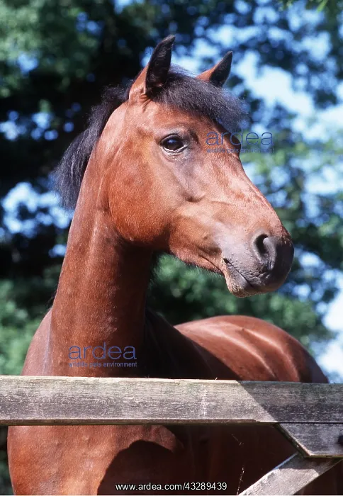 : CONNEMARA HORSE - HEAD & FENCE : CONNEMARA HORSE - HEAD & FENCE