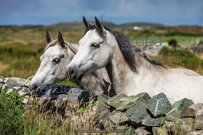 : Connemara ponies look over stone wall, Connemara : Connemara ponies look over stone wall, Connemara