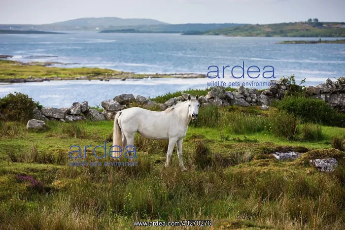 : Connemara pony along bay, Connemara, Galway, Ireland : Connemara pony along bay, Connemara, Galway, Ireland