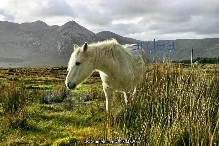  : Connemara pony, Inagh Valley, County Galway, Republic