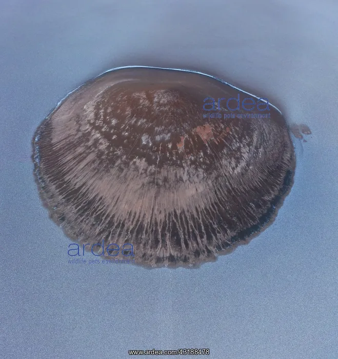 : Cono de Arita, Salar de Arizaro, Aerial View, Salta : Cono de Arita, Salar de Arizaro, Aerial View, Salta
