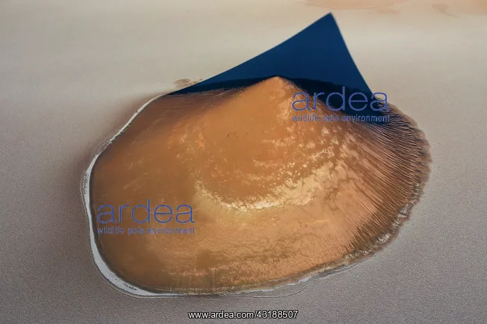 : Cono de Arita, Salar de Arizaro, Aerial View, Salta : Cono de Arita, Salar de Arizaro, Aerial View, Salta
