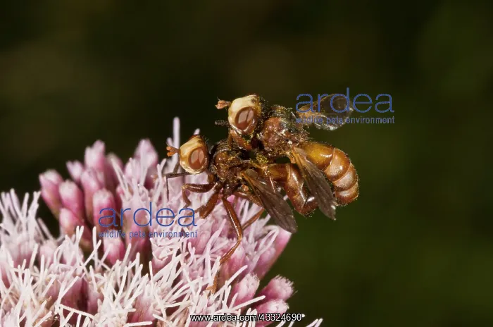 : Conopid Flies prob Myopa buccata - mating pair on : Conopid Flies prob Myopa buccata - mating pair on