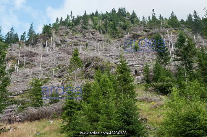 : Consequence of the downburst in Trentino, Italy : Consequence of the downburst in Trentino, Italy