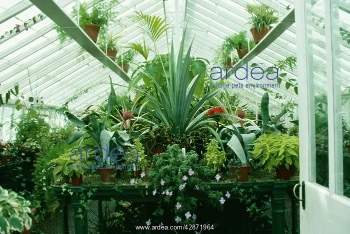 : Conservatory - View inside with various plants : Conservatory - View inside with various plants