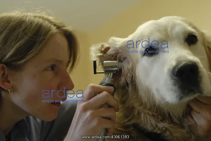 : Consideration of a dog ear with an otoscope France : Consideration of a dog ear with an otoscope France