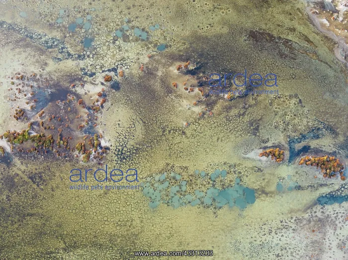 : Conspicuous patterns at the bottom of the shallow : Conspicuous patterns at the bottom of the shallow