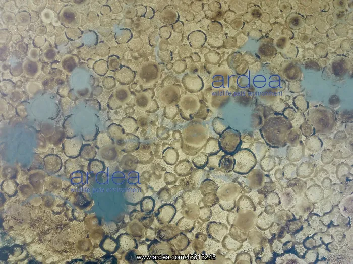 : Conspicuous patterns at the bottom of the shallow : Conspicuous patterns at the bottom of the shallow