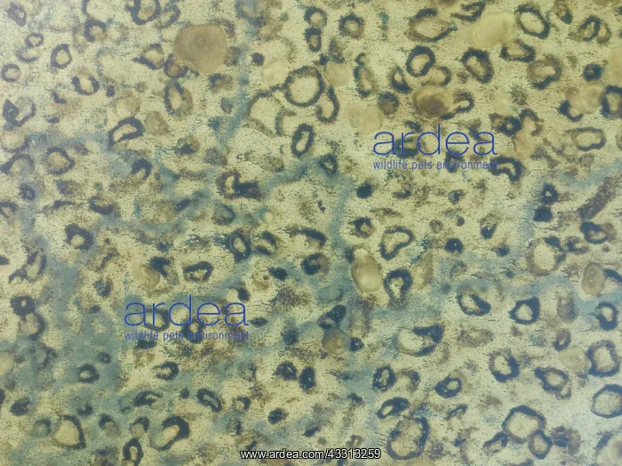 : Conspicuous patterns at the bottom of the shallow : Conspicuous patterns at the bottom of the shallow