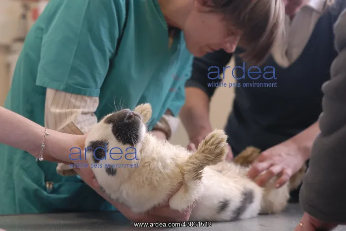: Consultation with a rabbit lower court by a veterinarian : Consultation with a rabbit lower court by a veterinarian