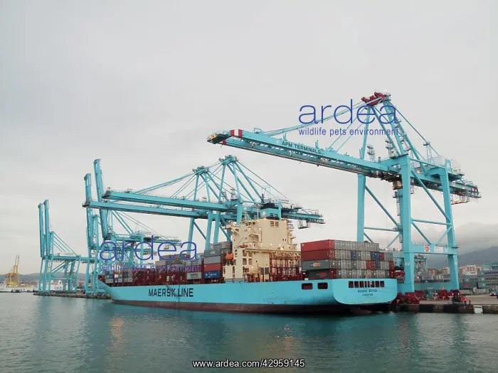 : Container handling in the harbour of Algeciras : Container handling in the harbour of Algeciras