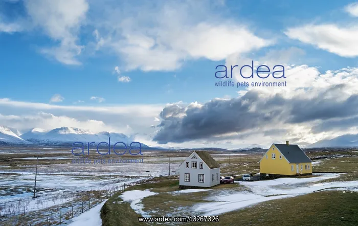 : Contemporary Houses, one roof made of traditional : Contemporary Houses, one roof made of traditional