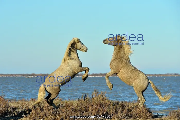 : Contest between two Camargue horses in the marshes - France : Contest between two Camargue horses in the marshes - France