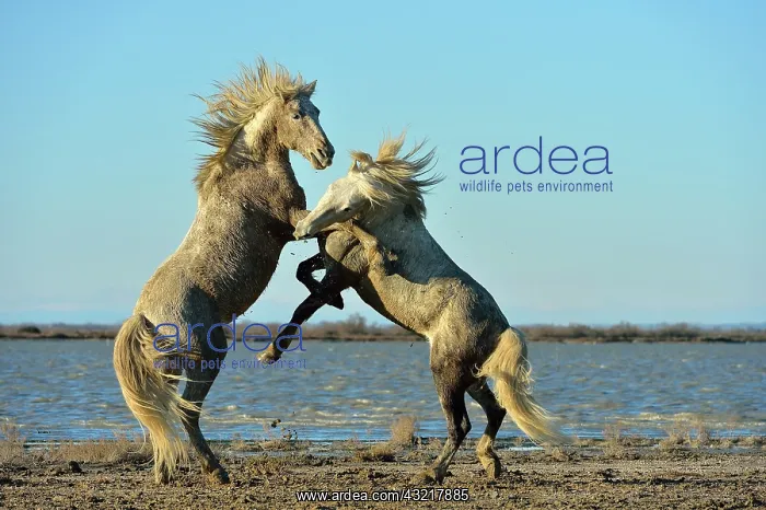 : Contest between two Camargue horses in the marshes - France : Contest between two Camargue horses in the marshes - France