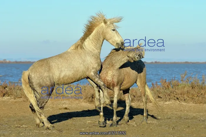 : Contest between two Camargue horses in the marshes - France : Contest between two Camargue horses in the marshes - France