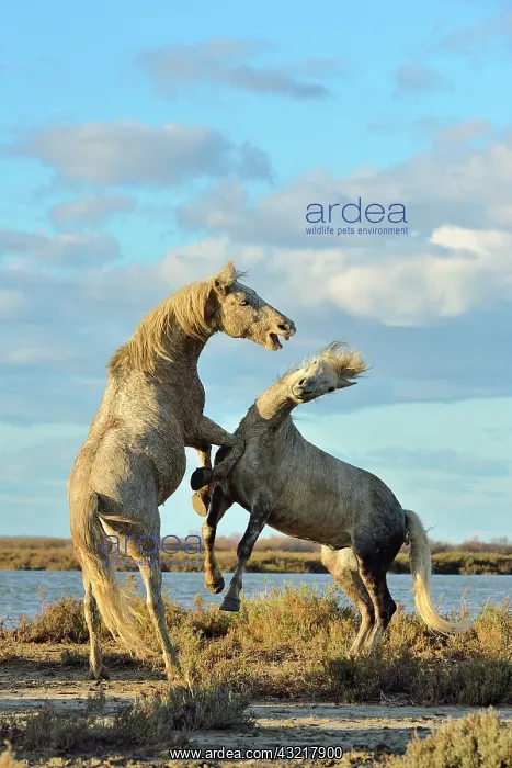 : Contest between two Camargue horses in the marshes - France : Contest between two Camargue horses in the marshes - France
