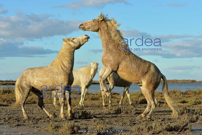 : Contest between two Camargue horses in the marshes - France : Contest between two Camargue horses in the marshes - France