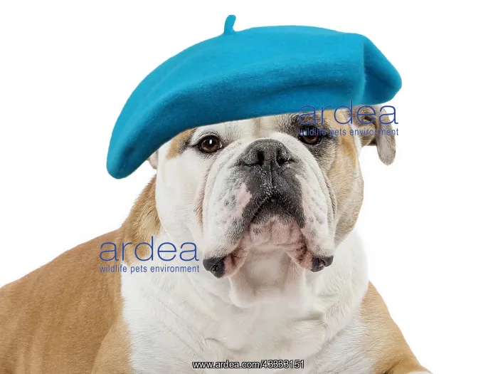: Continental bulldog : Continental bulldog