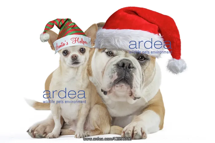 : Continental bulldog and chihuahua : Continental bulldog and chihuahua