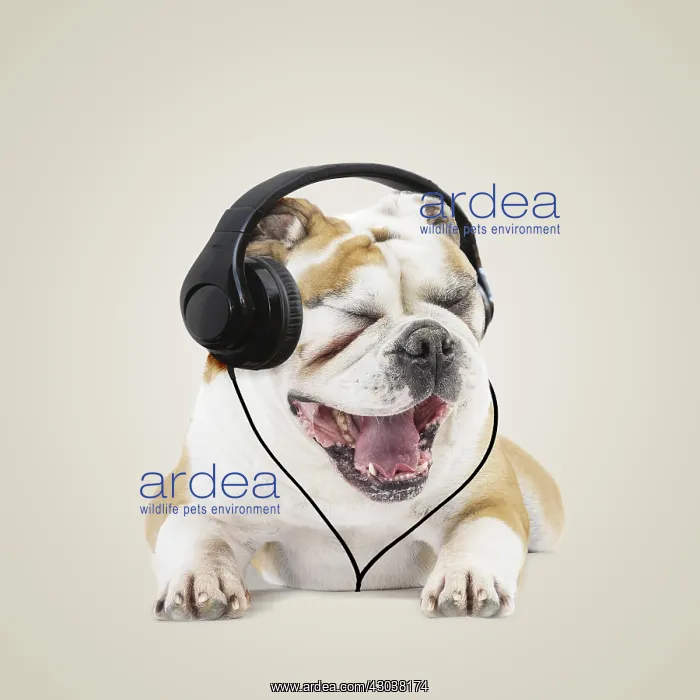 : Continental bulldog, with headphones, eys closed : Continental bulldog, with headphones, eys closed