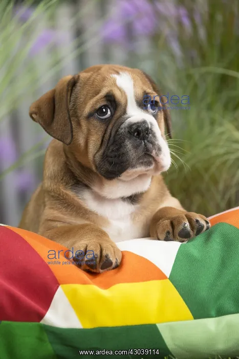  : Continental Bulldog puppy on cushion