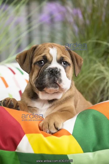  : Continental Bulldog puppy on cushion