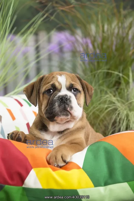  : Continental Bulldog puppy on cushion
