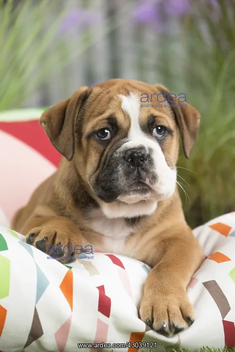  : Continental Bulldog puppy on cushion