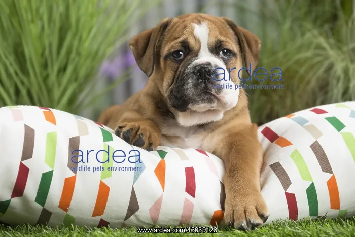  : Continental Bulldog puppy on cushion