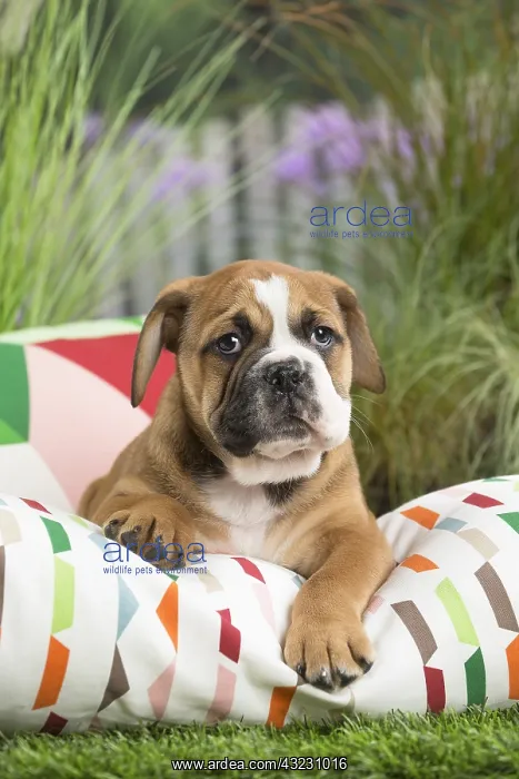  : Continental Bulldog puppy on cushion