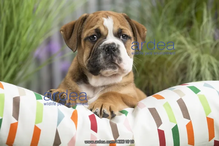  : Continental Bulldog puppy on cushion