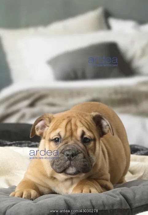  : Continental Bulldog puppy indoors