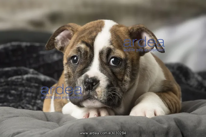  : Continental Bulldog puppy indoors