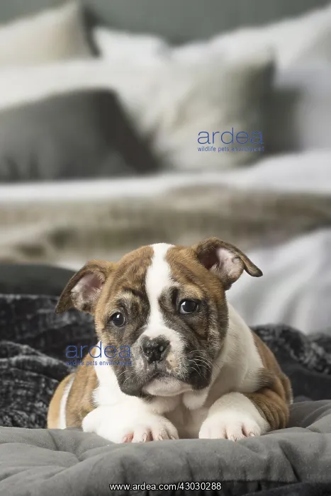  : Continental Bulldog puppy indoors