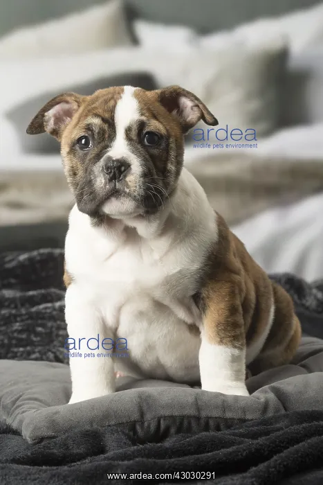  : Continental Bulldog puppy indoors