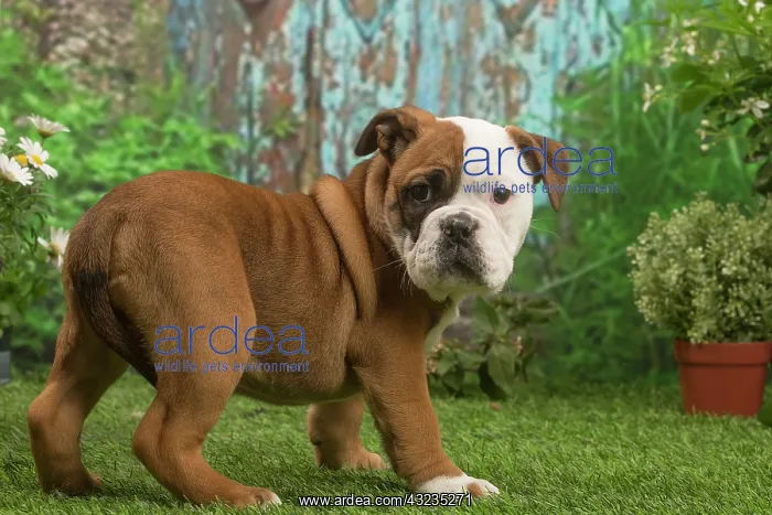  : Continental Bulldog puppy outdoors in the garden