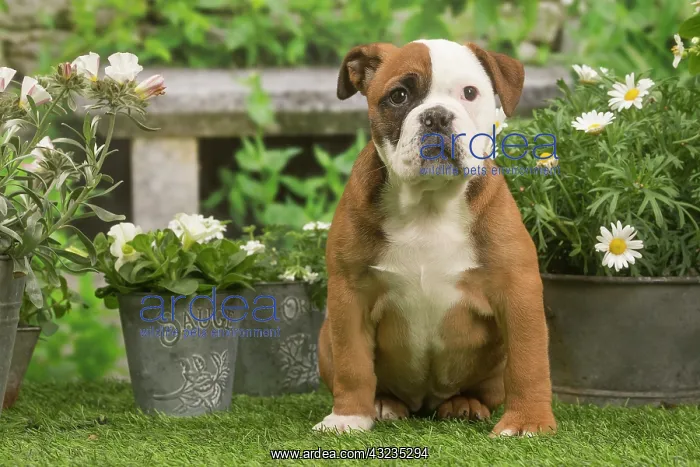 : Continental Bulldog puppy outdoors in the garden : Continental Bulldog puppy outdoors in the garden
